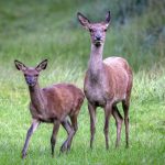 article image - Germany Wildlife